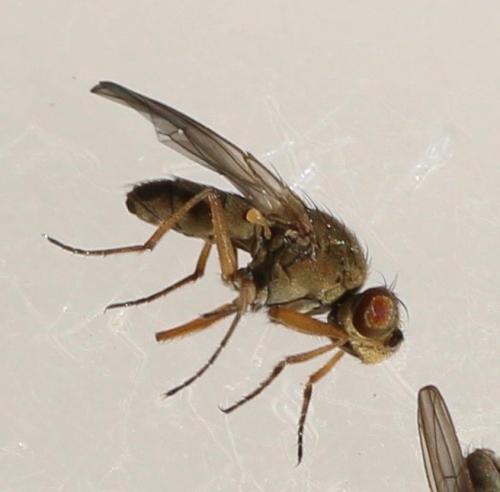 Ephydra flavipes